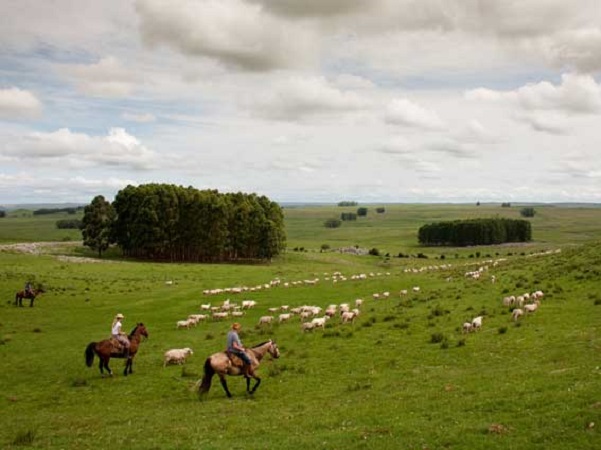El mercado de tierras rurales en Uruguay muestra señales mixtas
