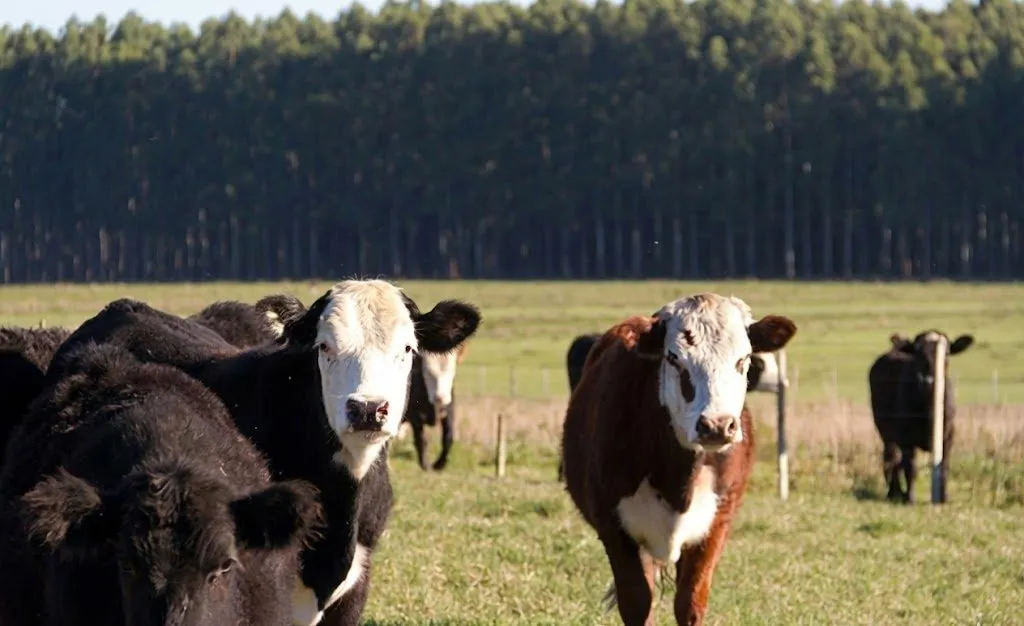 Inmobiliarias rurales preparan un índice propio y reclaman la reglamentación del operador inmobliario