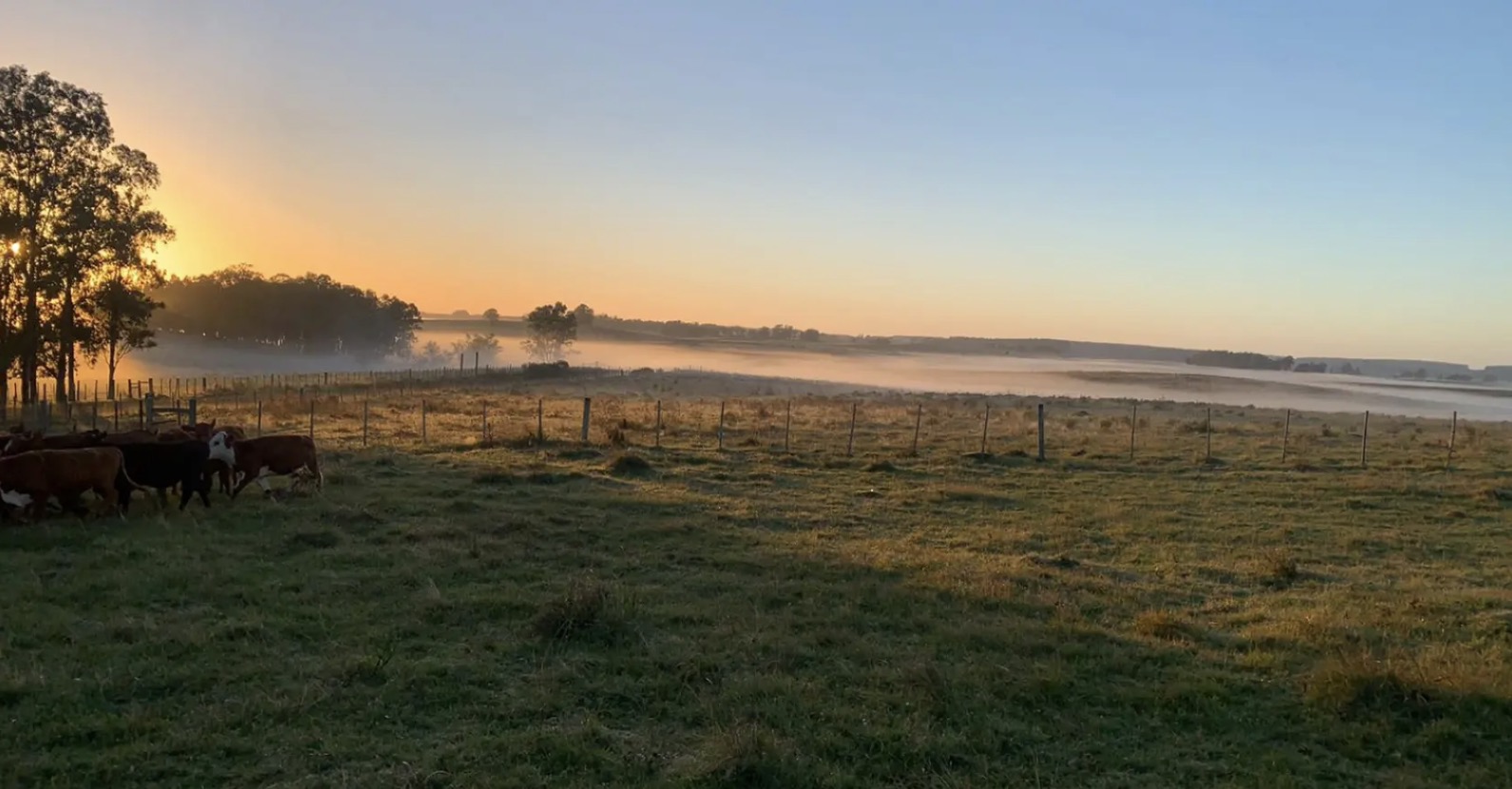 Mercado de campos: demanda supera ampliamente a la oferta