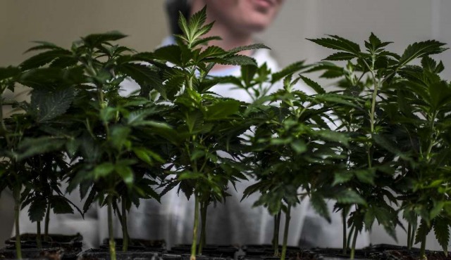 Gobierno quiere impulsar el cannabis al nivel de la carne