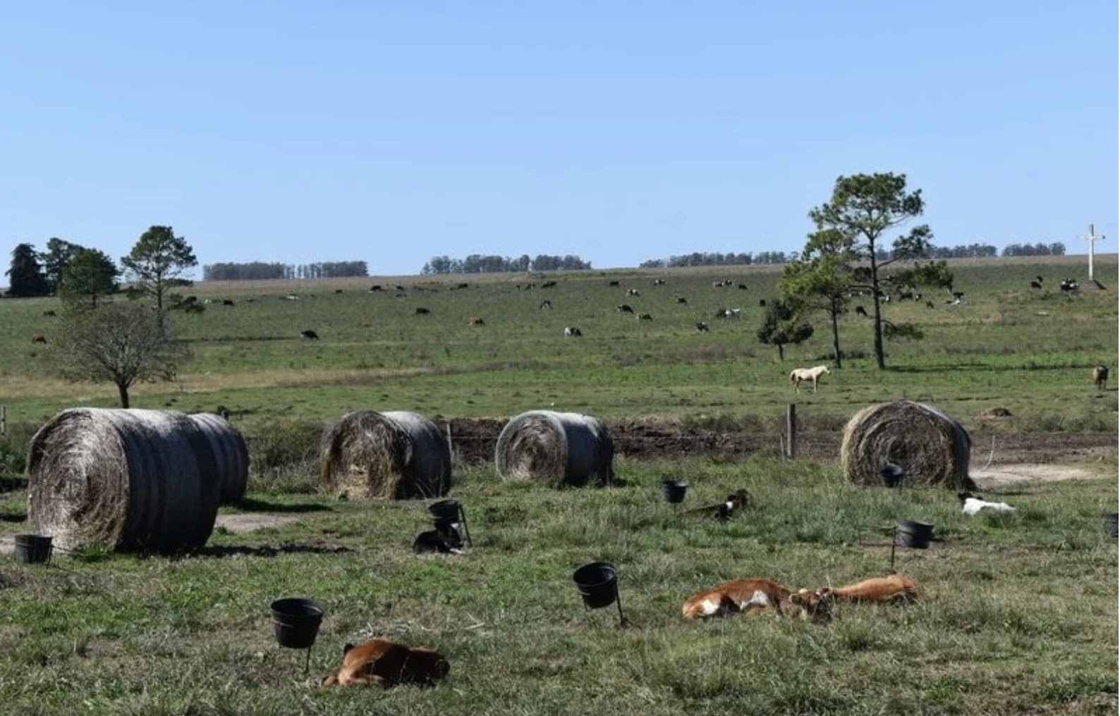 En 2025 la oferta de tierras estuvo estable, según la Cámara de Inmobiliarias Rurales.