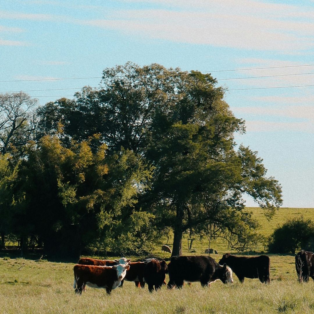 El precio promedio de la tierra alcanzó los USD 4.070 por hectárea en el primer semestre de 2025