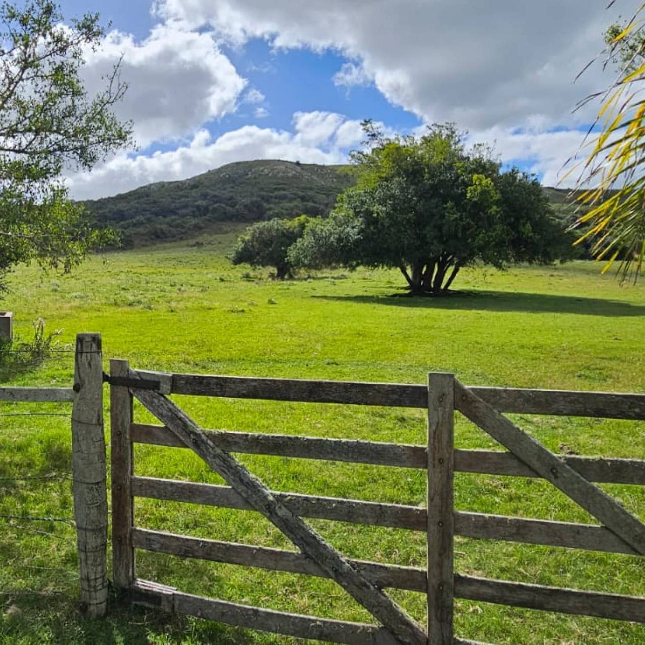 El mercado inmobiliario rural en Uruguay cerró 2025 con estabilidad y perspectivas moderadamente positivas