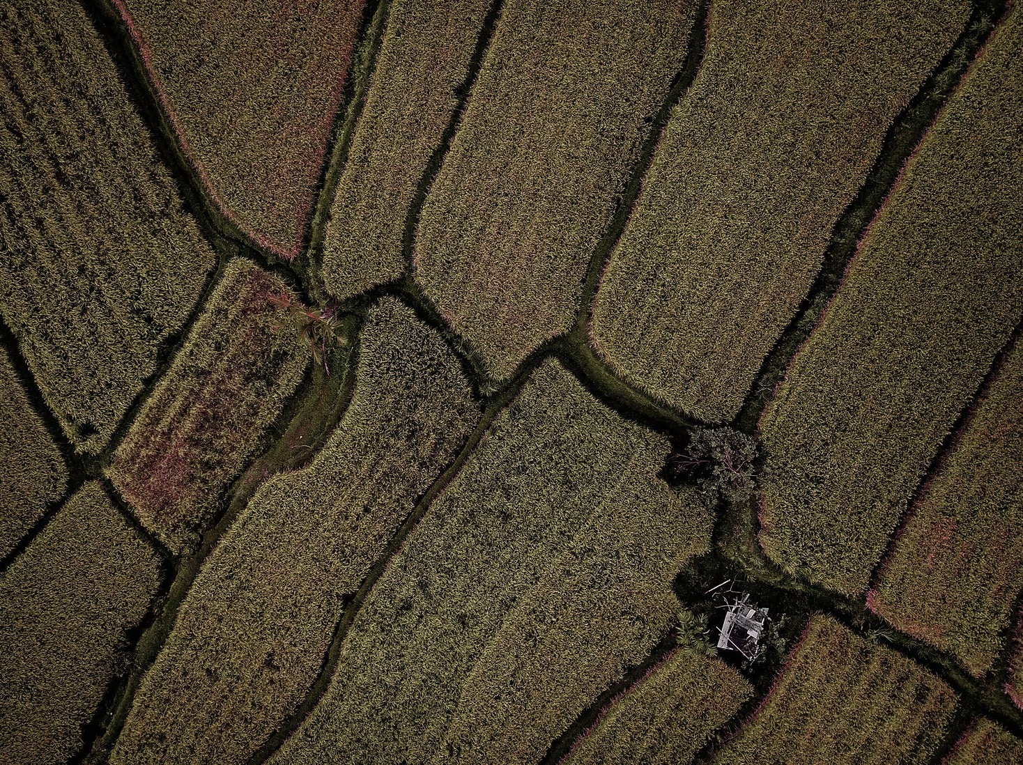 CUIR presentó su balance 2025 del mercado inmobiliario rural: estabilidad en precios y demanda moderada