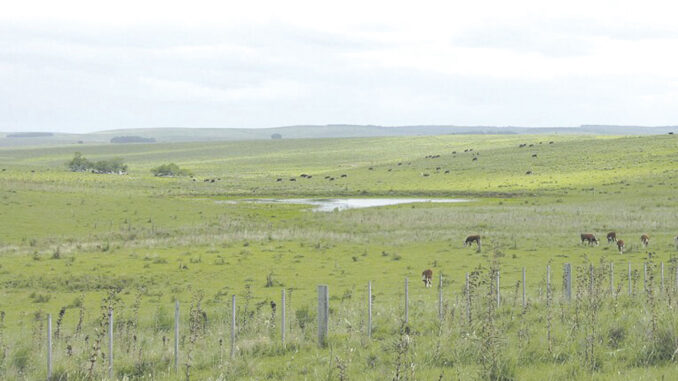 Demanda moderada de tierras; dominio de inversores nacionales